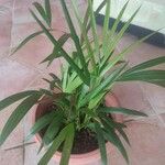 Howea forsteriana Hoja