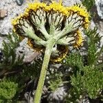 Hippolytia longifolia Цветок