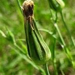 Tragopogon orientalis Anders