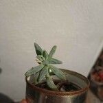 Dudleya greenei 叶