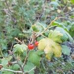 Ribes montigenum Fruit