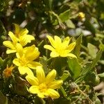 Chrysanthemoides monilifera Kukka