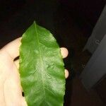 Bunchosia glandulifera Hoja