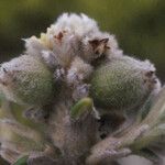 Phylica nitida Blomst