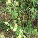 Oxytropis pilosa Habitus