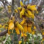 Sophora microphylla Flor