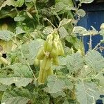 Crotalaria verrucosa 果