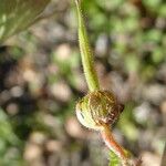 Geranium rotundifolium Плід