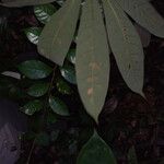 Eriotheca longitubulosa 葉