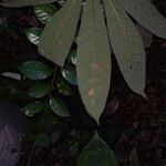 Eriotheca longitubulosa Hoja