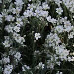 Cerastium biebersteinii Blüte