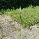Allium ascalonicum Leaf