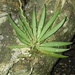 Ornithocephalus gladiatus Leaf