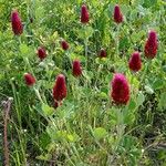 Trifolium incarnatumFlower