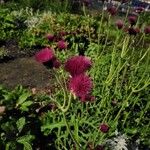 Cirsium rivulareFlower