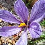 Crocus sativus Çiçek