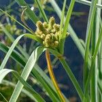 Cyperus ligularis Květ