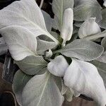 Senecio candidans Hostoa