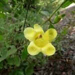 Aureolaria grandiflora 花