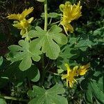 Tropaeolum peregrinum Blatt