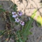 Erodium lebelii പുഷ്പം