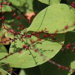 Persicaria filiformis