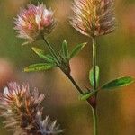 Trifolium arvense Žiedas