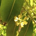 Syzygium cumini फूल