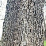 Acer macrophyllum Casca