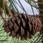 Pinus contorta फल