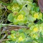 Chrysosplenium oppositifolium Цвят