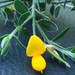 Genista falcata Flor
