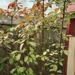 Viburnum × bodnantense Buveinė