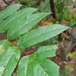 Sorbus americana Blatt