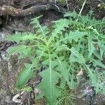 Sonchus congestus Blatt