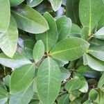 Corynocarpus laevigatus Folha