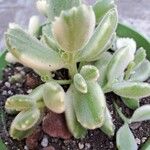 Cotyledon tomentosaHoja