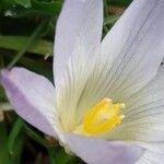 Crocus carpetanus Flor