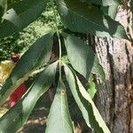 Fraxinus excelsiorLeaf