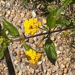 Lantana depressa Fulla