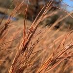 Andropogon gerardi Leaf