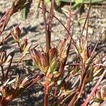 Juncus pygmaeus Цвят