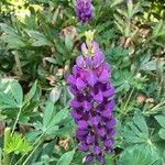 Lupinus perennisFlower