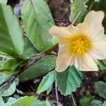 Sida rhombifolia Blüte