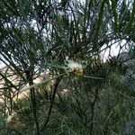 Hakea sericea Folha