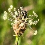 Plantago lanceolataFlower