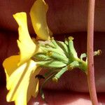 Calycadenia truncata Цвят