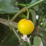 Garcinia cochinchinensis 果実