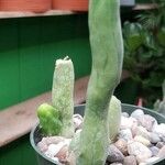 Trichocereus bridgesii 'penis cactus'葉