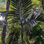 Chambeyronia macrocarpa Blad